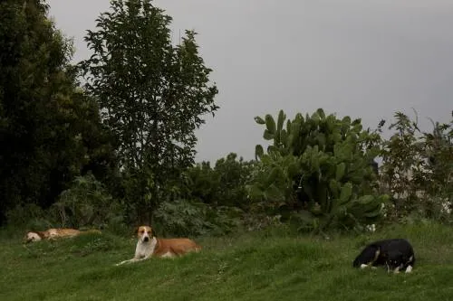 Representante de la AUIEMSS pide sacrificio de perros callejeros