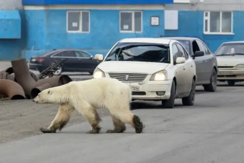 Capturan a osa polar que vagaba por Rusia en busca de comida