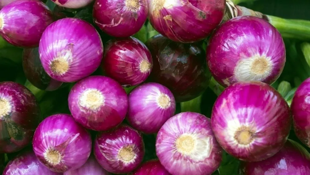 Vinculan brote de salmonela en EU a cebollas moradas