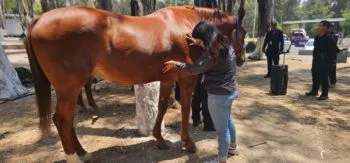 Gobierno de Puebla garantiza bienestar de los animales tras reporte de caballo desplomado