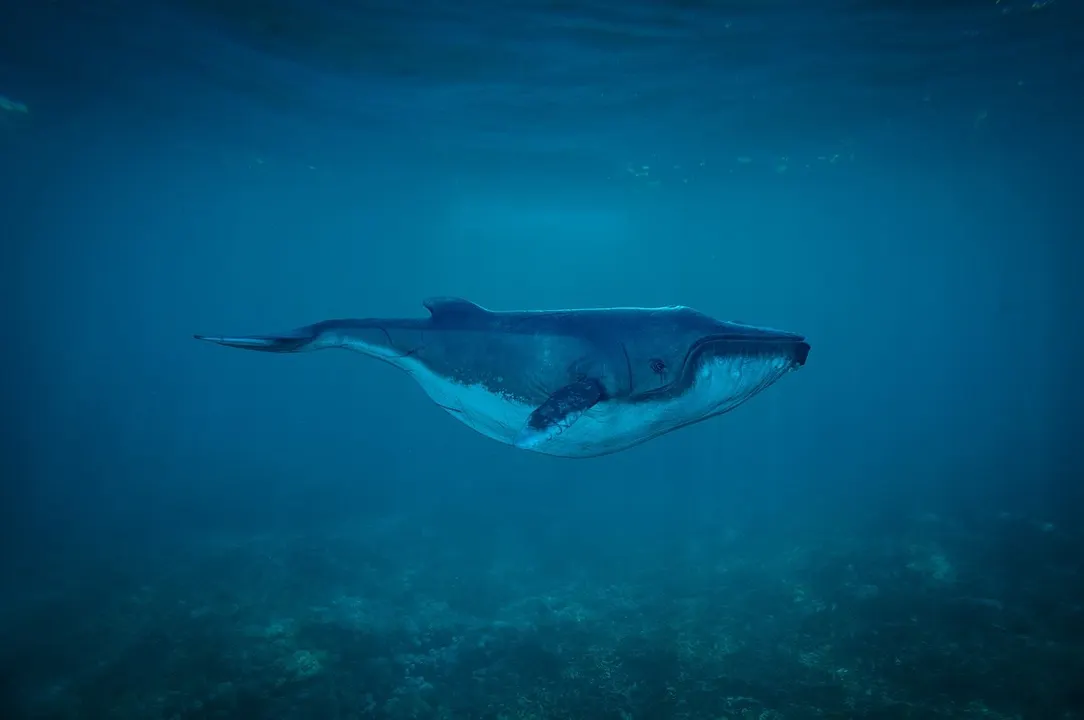 Descubren cadáver de una de las ballenas más raras del mundo en Nueva Zelanda