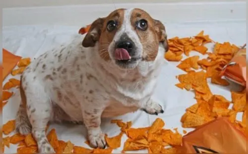 Perrita sufre sobrepeso por su adicción a los doritos de queso