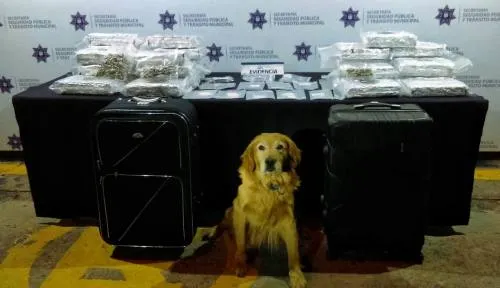 SSPTM detiene a presunto narcomenudista
