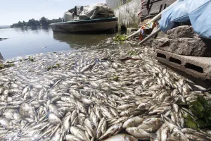 Frío causó muerte de peces en Valsequillo: Conagua