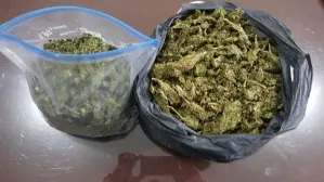 SSP asegura a presuntos narcomenudistas en San Manuel