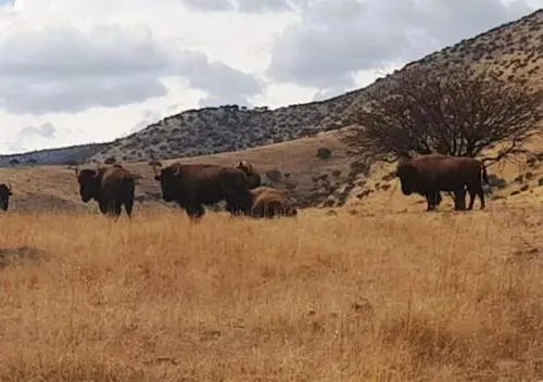 Incautan ranchos a César Duarte; tenían 30 bisontes y 5 llamas