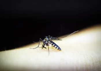 Secretaría de Salud y alumnos de primaria inician una cruzada para eliminar al mosquito del dengue
