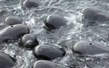 Mueren 97 ballenas piloto que quedaron varadas en una playa al suroeste de Australia