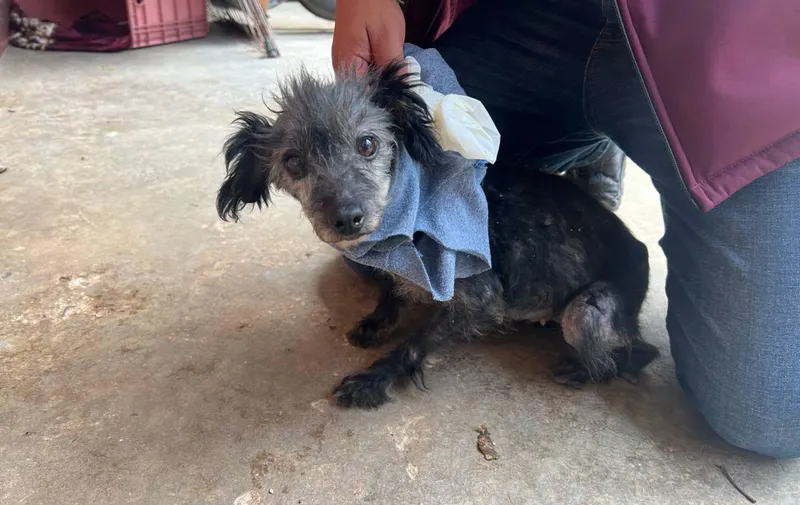 SEDIF Puebla rescata a Nita tras denuncia por crueldad animal en Huitzilan de Serdán