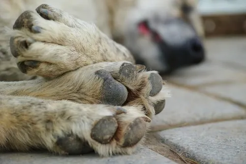Aparecen perros envenenados en el municipio de Teziutlán