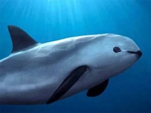Analizan clonar a vaquita marina para detener extinción