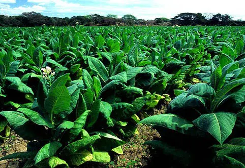 CNC gestiona ejercicio presupuestal para programa de tabaco