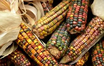 La Resurrección recibirá este domingo la Feria del Maíz