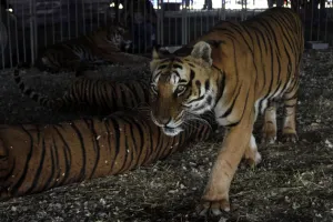 Cabildo avala por unanimidad prohibición de animales en actos circenses