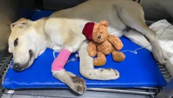 “Bolillo”, un perrito rescatado que lucha contra la COVID-19