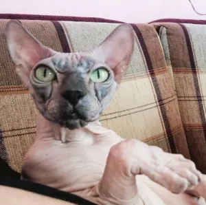 ¡No lo creerás!.. Así lucen estos animales SIN un solo pelito