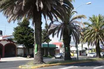 Analiza Medio Ambiente Municipal retiro de palmeras “enfermas”