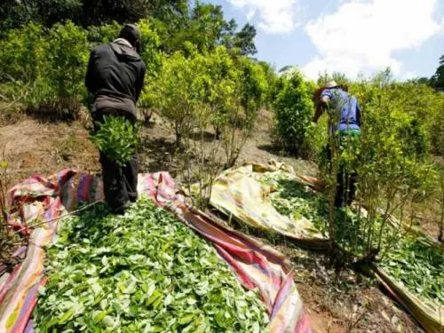 EU regaña a Colombia por aumento récord de cultivo de coca