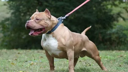 Pitbull ataca a mujer en Atlixco