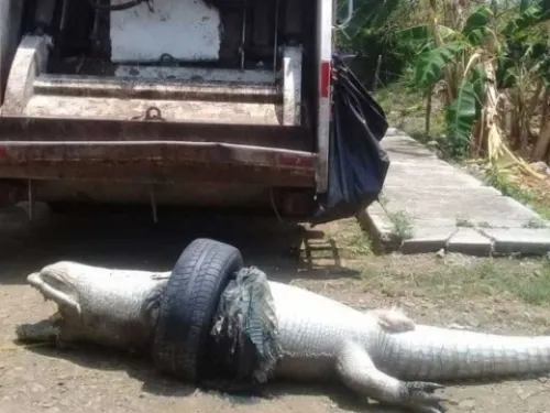 Indigna muerte de cocodrilo en Veracruz, ¡una llanta lo asfixió!
