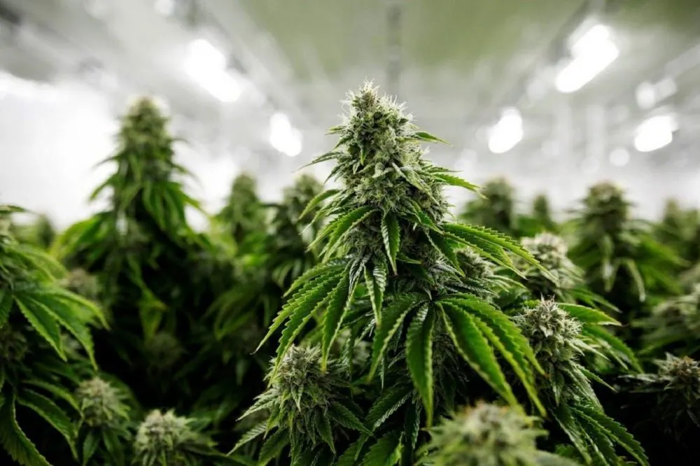 Cannabis