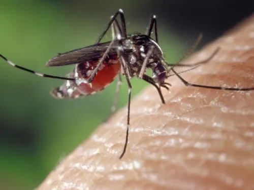 ¡Aguas! Mosquito podría transmitir virus mortal