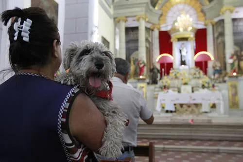 Realizarán  misa y bendición de mascotas en honor a San Francisco Abad