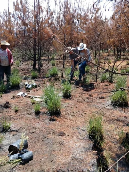 Realizan campaña de reforestación en Ciudad Serdán