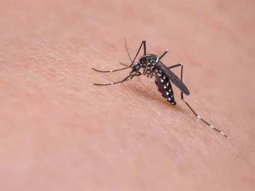 ¡Cuidado! Este mosquito puede transmitir dengue, zika y chikungunya