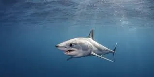 VIDEO Tiburón sorprende a pescadores al saltar encima de su bote