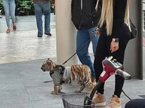 Profepa no encuentra al cachorro de tigre de Plaza Antara