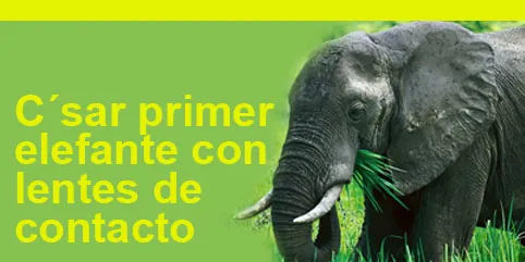 C´sar primer elefante con lentes de contacto