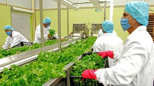 Sagarpa-Senasica capacitarán a productores de hortalizas para exportar a Canadá