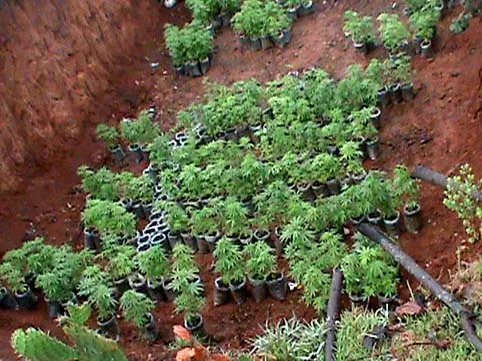 Detectan terreno donde cultivaban plantas de marihuana