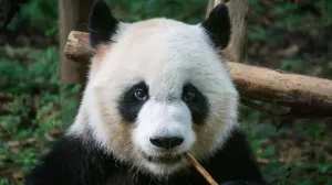 Misterio resuelto: La sorprendente explicación de por qué el panda es blanco y negro