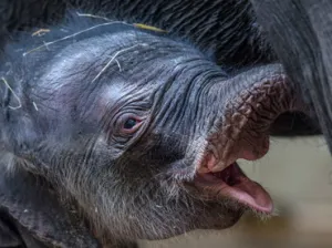 Nace el tercer elefante indio en el zoológico de Praga