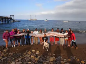 Descubren gigantesca serpiente de mar en aguas de EE.UU.