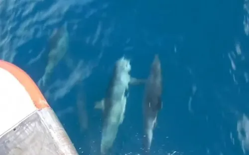 Captan a delfines “tomados de las aletas” mientras nadan