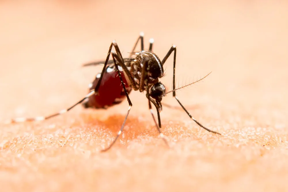 Concentra Izúcar de Matamoros uno de cada cuatro contagios por dengue en Puebla: Salud