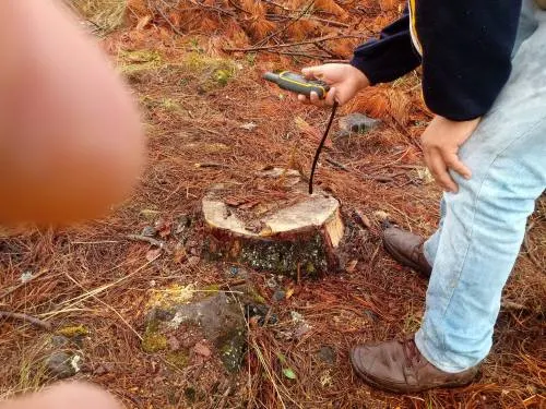Profepa suspende aprovechamiento forestal comercial en ejido de Xiutetelco