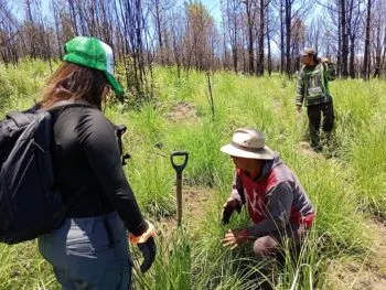 Agua de Puebla planta 11 mil árboles para reforestar La Malinche y áreas verdes de la ciudad