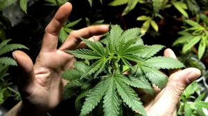 Consumidores de Marihuana en Uruguay estarán en base de datos
