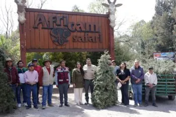 San Pedro Cholula impulsa reciclaje de árboles con programa “Verde Navidad”