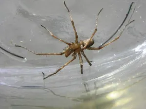 Menor con picadura de araña violinista, sin apoyo en SMT