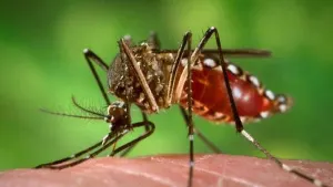 Puebla, preparada para evitar contagio del virus Zika
