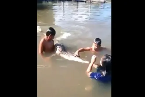 Captan a niños nadar y jugar con un cocodrilo en Indonesia