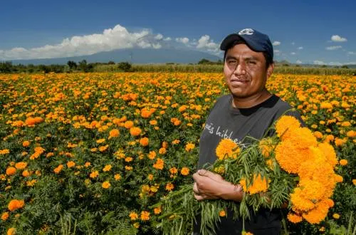Garantiza Sagarpa abasto de esta flor de muertos durante la temporada