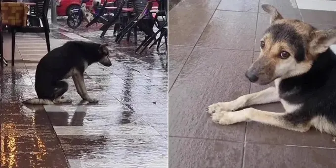Perrita perdida