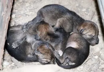 Flor del Bosque preserva la vida: nacieron 5 coyotes