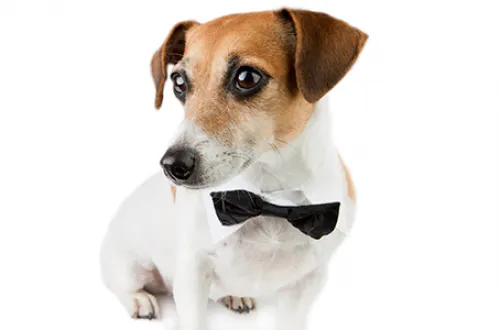 Mascotas, los nuevos clientes de lujo de las compañías